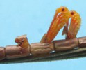 Punaises am&eacute;ricaines (Leptoglossus occidentalis), &eacute;closions multiples, photo 3
