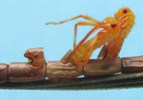 Punaises am&eacute;ricaines (leptoglossus occidentalis), &eacute;closions multiples, photo 4