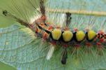 Bombyx antique ou Bombyx étoilé (Orgyia antiqua), chenille, détail, photo 3.
