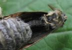 La Soucieuse (Orgyia recens), accouplement, photo 5.