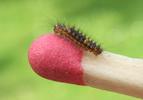 La Soucieuse (Orgyia recens), chenille, stade 1, photo 3.