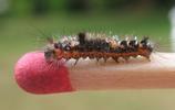 La Soucieuse (Orgyia recens), chenille,  stade 2, photo 2.