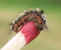La Soucieuse (Orgyia recens), chenille, stade 2, photo 3.