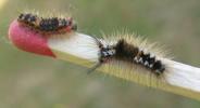 La Soucieuse (Orgyia recens), chenille,  stade 3, photo 1