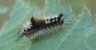 La Soucieuse (Orgyia recens), chenille, stade 3, photo 3.