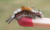 La Soucieuse (Orgyia recens), chenille,  stade 4, photo 1
