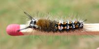 La Soucieuse (Orgyia recens), chenille,  stade 4, photo 2.