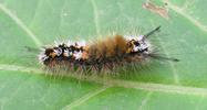 La Soucieuse (Orgyia recens), chenille, stade 4, photo 3.