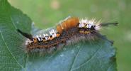 La Soucieuse (Orgyia recens), chenille, stade 5, photo 7.
