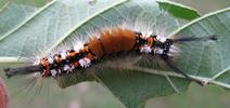 La Soucieuse (Orgyia recens), chenille, stade 5, photo 4.