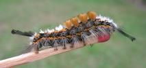 La Soucieuse (Orgyia recens), chenille,  stade 5, photo 5.