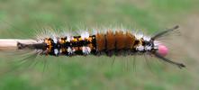 La Soucieuse (Orgyia recens), chenille,  stade 5, photo 6.