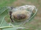 La Soucieuse (Orgyia recens), cocon, photo 4.