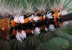 La Soucieuse (Orgyia recens), chenille,  d&eacute;tail, photo 2.