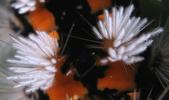 La Soucieuse (Orgyia recens), chenille, détail, photo 3.