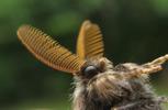 La Soucieuse (Orgyia recens), antennes du m&acirc;le, photo 1.