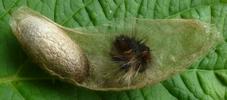 Bombyx de la ronce (Macrothylacea rubi), cocon et chenille parasités.