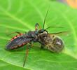 Reduve (Rhinochoris annulatus), adulte mangeant une abeille.