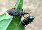 Reduve (Rhinochoris annulatus) adulte mangeant une mouche verte, photo 1. 