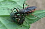 Reduve (Rhinochoris annulatus) adulte mangeant une mouche verte, photo 2.