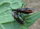 Reduve (Rhinochoris annulatus), adulte mangeant une mouche verte, photo 3.