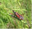 Reduve (Rhinochoris iracundus) adulte "in natura"