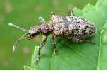 Rhagie inquisitrice (Rhagium inquisitor), adulte sur le vif, photo 2
