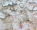 Rhysse persuasive (Rhyssa persuasoria)  femelle émergente entourée de mâles, photo 5