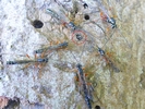 Rhysse persuasive (Rhyssa persuasoria)  femelle émergente entourée de mâles, photo 2