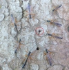 Rhysse persuasive (Rhyssa persuasoria)  femelle émergente entourée de mâles, photo 3