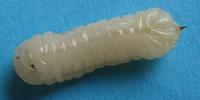 Sirex g&eacute;ant (Urocerus gigas) jeune larve avec oeuf parasite de Rhysse, photo 3.