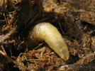 Mouche stercoraire (Scatophaga stercoraria), larve &acirc;g&eacute;e in situ, photo 4.