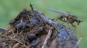 Mouche stercoraire (Scatophaga stercoraria),  pupes et adulte venant d'&eacute;clore.