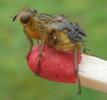 Mouche stercoraire (Scatophaga stercoraria),  imago, d&eacute;veloppement des ailes, photo 1.