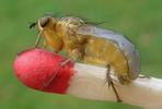 Mouche stercoraire (Scatophaga stercoraria),  imago, d&eacute;veloppement des ailes, photo 7