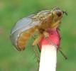 Mouche stercoraire (Scatophaga stercoraria),  imago, d&eacute;veloppement des ailes, photo 8