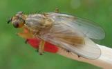 Mouche stercoraire (Scatophaga stercoraria),  imago, d&eacute;veloppement des ailes, photo 9