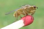 Mouche stercoraire (Scatophaga stercoraria),  imago, d&eacute;veloppement des ailes, photo 12