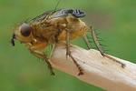 Mouche stercoraire (Scatophaga stercoraria),  imago, d&eacute;veloppement des ailes, photo 3.