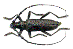 cerambyx scopolii mâle