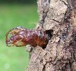 Chrysalide de Sésie apiforme (Sesia apiformis), "plantée" après éclosion (photo 1) 