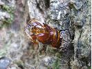 Chrysalide de Sésie apiforme (Sesia apiformis), "plantée" après éclosion (photo 2)