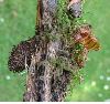 Sésie apiforme (Sesia apiformis), écorce avec cocon et chrysalide (photo 1)