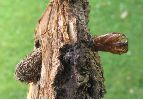 Sésie apiforme (Sesia apiformis), écorce avec cocon et chrysalide (photo 2)