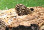 Sésie apiforme (Sesia apiformis), écorce avec cocon.
