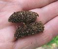 Cocons de Sésie apiforme (Sesia apiformis).