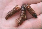 Chrysalides de Sésie apiforme (Sesia apiformis), photo 1