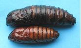 Chrysalides de Sésie apiforme (Sesia apiformis)