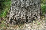 Pied de peuplier très attaqué par la Sésie apiforme (Sesia apiformis), photo 1