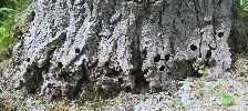 Pied de peuplier très attaqué par la Sésie apiforme (Sesia apiformis), photo 2